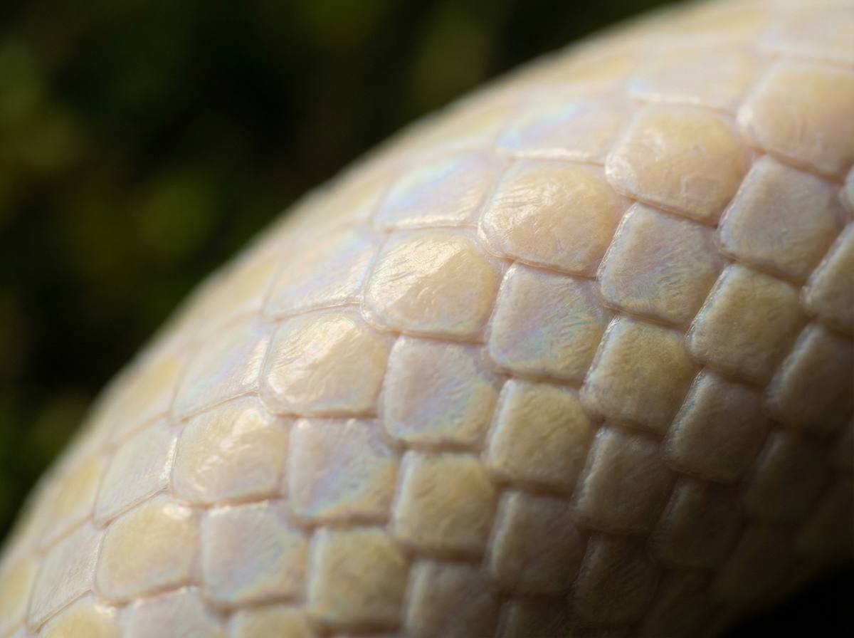 男同视频蟒蛇微距视频 - 蟒蛇鳞片微距摄影技巧分享
